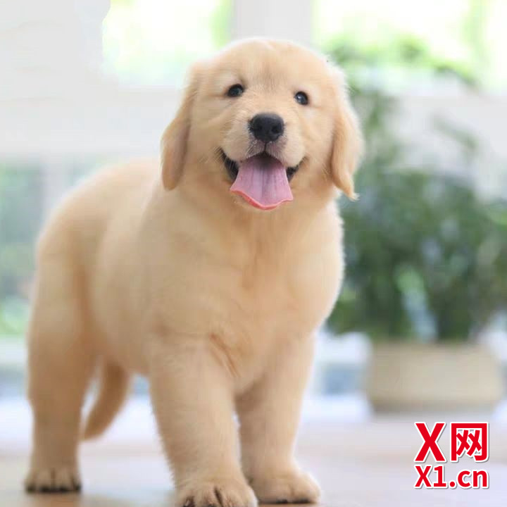 双鸭山边境牧羊犬繁育提供科学养护与匹配服务(第3张)